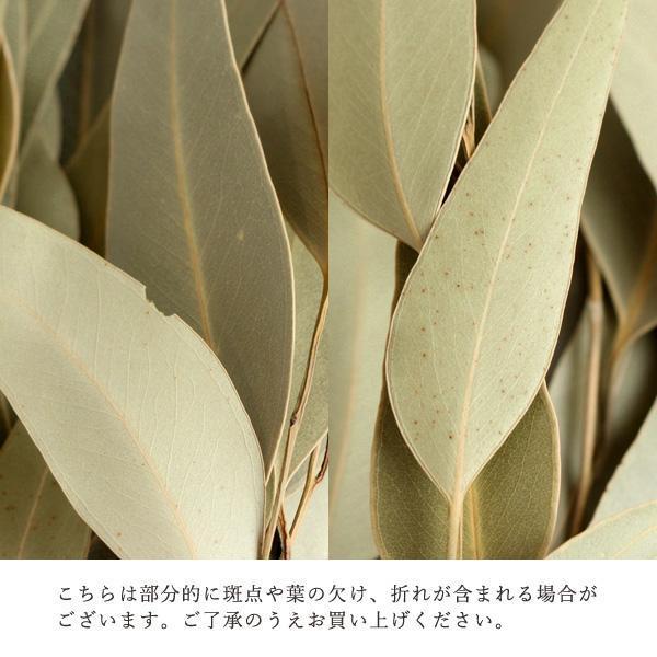 ドライフラワー 花材 即日出荷 【40%OFF】期間限定特価 ドライフラワー 花材 即日出荷 【40%OFF】期間限定特価
