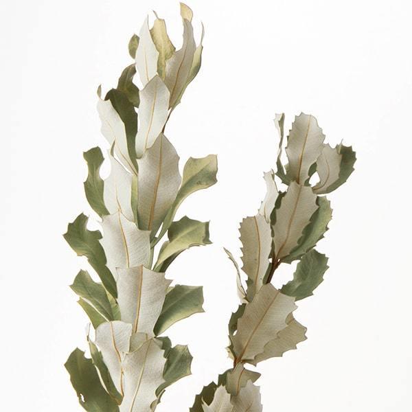 ドライフラワー 即日出荷 大地農園 インテグレフォリア ナチュラルグリーン Soh 0 造花ドライフラワー専門問屋花びし 通販 Yahoo ショッピング