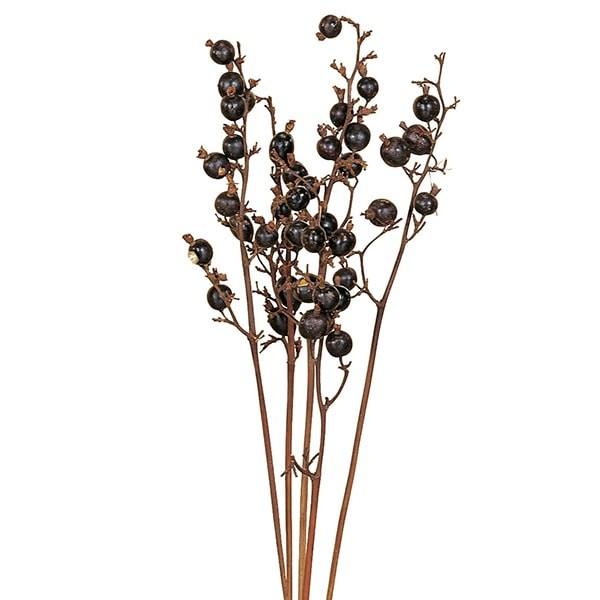 ドライフラワー 即日出荷 大地農園 ブラックベリー ナチュラル Blog Diploma Msc Com