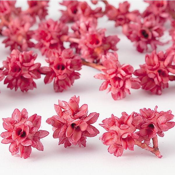 ドライフラワー 花材》☆即日出荷☆大地農園 フラワーコーン フランボワーズ ドライフラワー 木の実 スワッグ リース アレンジ 花材 素材 材料 :soh-24710-211:造花ドライフラワー専門問屋花びし - 通販 - Yahoo!ショッピング ドライフラワー 花材》☆即日出荷☆大地農園 フラワーコーン フランボワーズ ドライフラワー 木の実 スワッグ リース アレンジ 花材 素材 材料 :soh-24710-211:造花ドライフラワー専門問屋花びし - 通販 - Yahoo!ショッピング