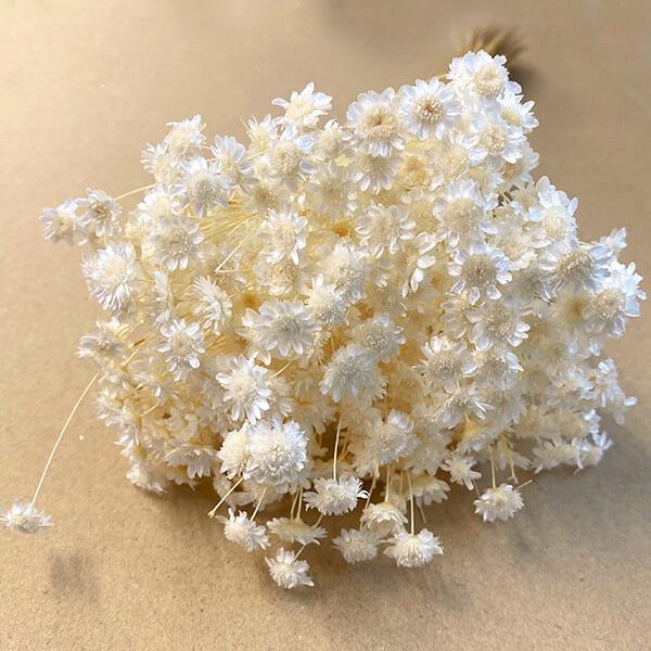 ドライフラワー 花材 即日出荷 スターフラワー・ブロッサム 白