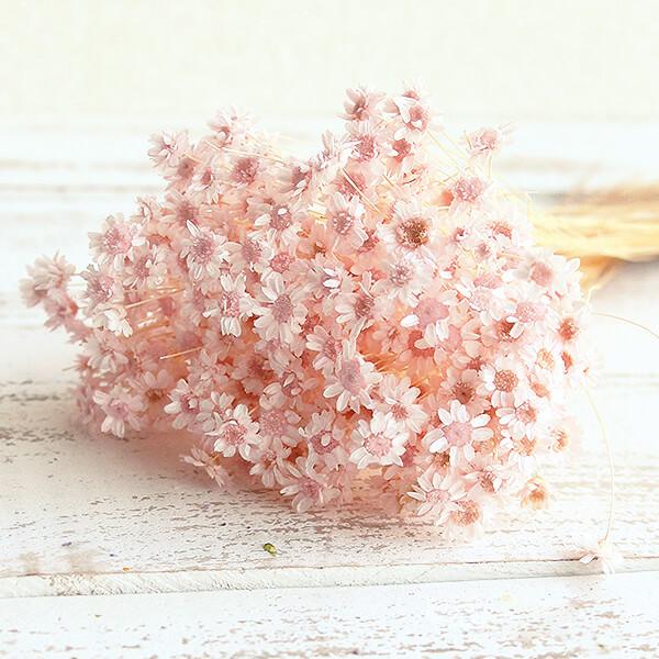 ドライフラワー 花材 即日出荷 スターフラワー・ブロッサム ブライダル