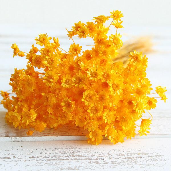 ドライフラワー 花材 即日出荷 スターフラワー・ブロッサム イエロー