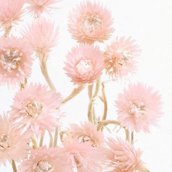 ドライフラワー 花材 即日出荷 大地農園 ミニシルバーデージー ハーバリウム シルバーデイジー エンジェルピンク ドライフラワー スワッグ 花束 Soh 301 140 造花ドライフラワー専門問屋花びし 通販 Yahoo ショッピング