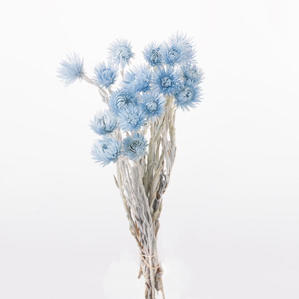 買い物 ドライフラワー 即日出荷 大地農園 ミニシルバーデージー ウォーターブルー
