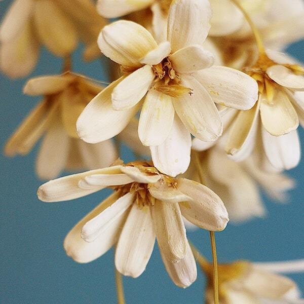 ハンドメイドフラワー 花材 即日出荷 プチフラワー 白 ドライフラワー