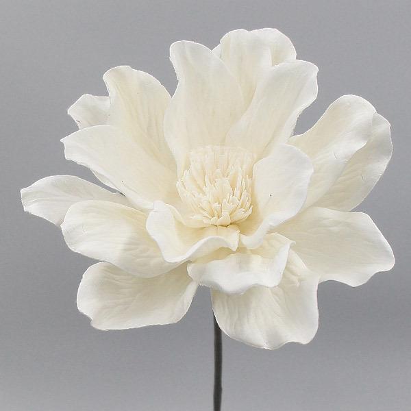 ドライフラワー❇️マグノリア❣️ マグノリア | tokyo_shokubutsu_zufu