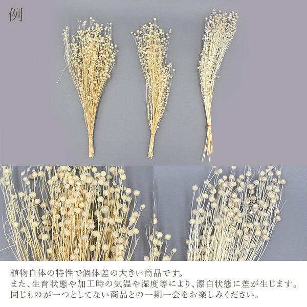 ドライフラワー 花材 即日出荷 リンフラワー 白 プリザーブドフラワー