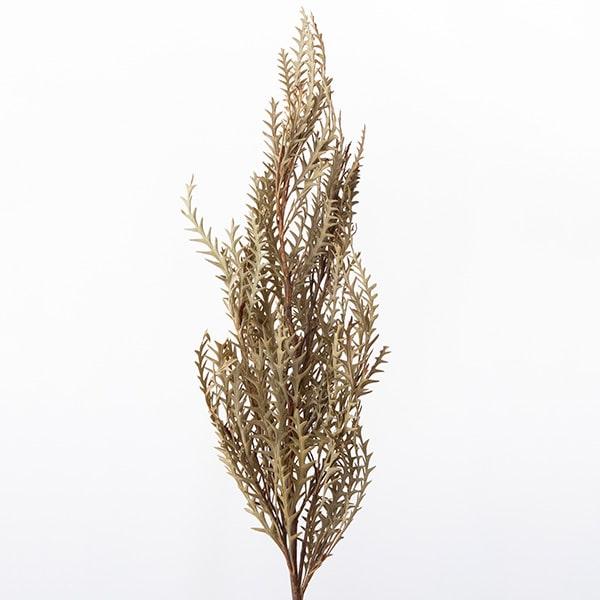 ドライフラワー グリーン 即日出荷 大地農園 グレビレア アイバンフォー ナチュラル Belle Ile