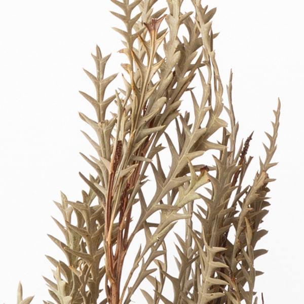 ドライフラワー 花材 即日出荷 グレビレア・アイバンフォー ナチュラル