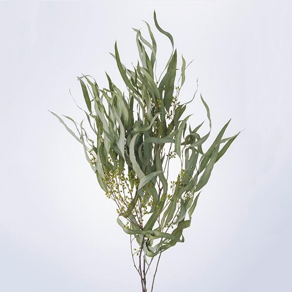 311円 最新人気 ドライフラワー 花材 即日出荷 大地農園 ユーカリ エキゾチカ葉付 ナチュラル 19ss ドライフラワー スワッグ ブーケ 花束 リース