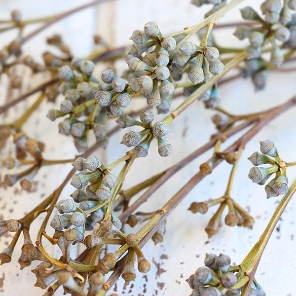 ドライフラワー 国内正規総代理店アイテム 即日出荷 大地農園 N ポポラス ユーカリ