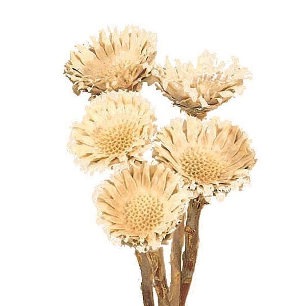 ドライフラワー 即日出荷 大地農園 コンパクター 白 ドライ 自然素材 ナチュラルドライフラワー インテリア インテリアフラワー プリ 花 Soh 011 造花ドライフラワー専門問屋花びし 通販 Yahoo ショッピング