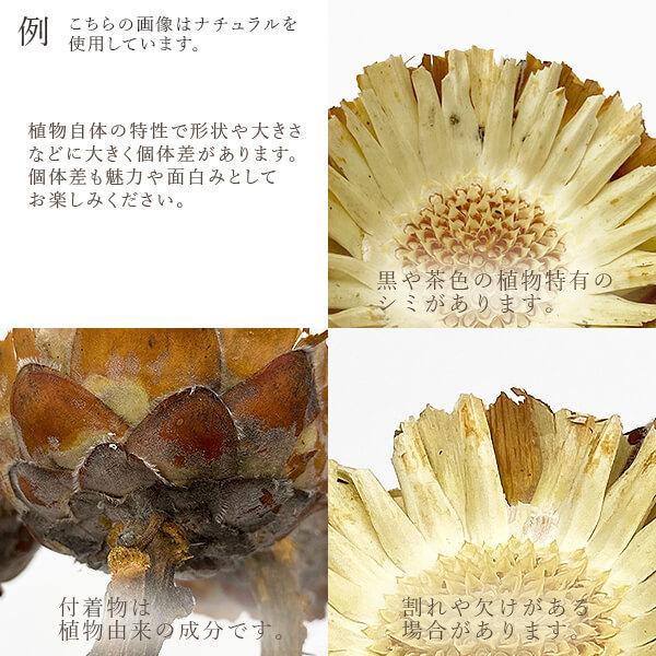 うのにもお得な ドライフラワー 即日出荷 大地農園 コンパクター 白 スワッグ ブーケ ドライフラワー花束 花束 ドライフラワースワッグ Wantannas Go Id