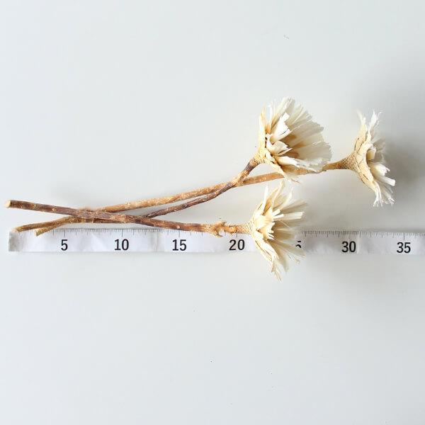 P10倍中 3/2 9:59まで】 ドライフラワー 花材 即日出荷 リペンス