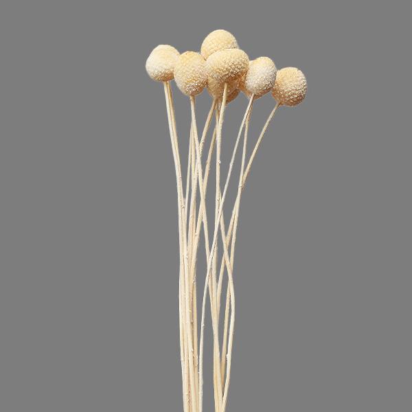 最大57%オフ! 花 花束 《ドライフラワー ドライフラワー 花材 大地農園 ブーケ 花材》 ドライ ビリーボタン スワッグ 即日出荷 オフホワイト ドライフラワー 最大57%オフ! 花 花束 《ドライフラワー ドライフラワー 花材 大地農園 ブーケ 花材》 ドライ ビリーボタン スワッグ 即日出荷 オフホワイト ドライフラワー