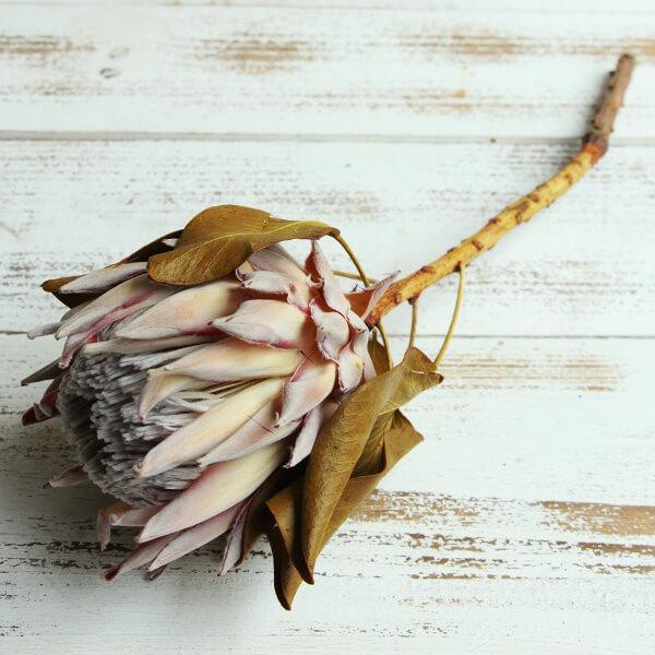 引出物 ドライフラワー 花材 即日出荷 大地農園 キングプロテア 大 ワイルドフラワー ナチュラル スワッグ ブーケ 花材