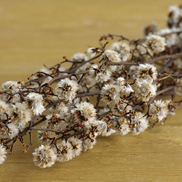 至高 ドライフラワー 即日出荷 大地農園 スターリンジャー オフホワイト スワッグ ブーケ ドライフラワー花束 花束 リース 花材 Wantannas Go Id