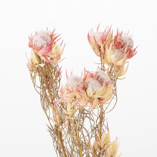 ドライフラワー 花材 即日出荷 【40％OFF】特価 ブラッシングブライド