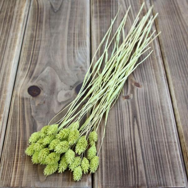 安値 ドライフラワー 即日出荷 大地農園 ポアプランツ マスカットグリーン