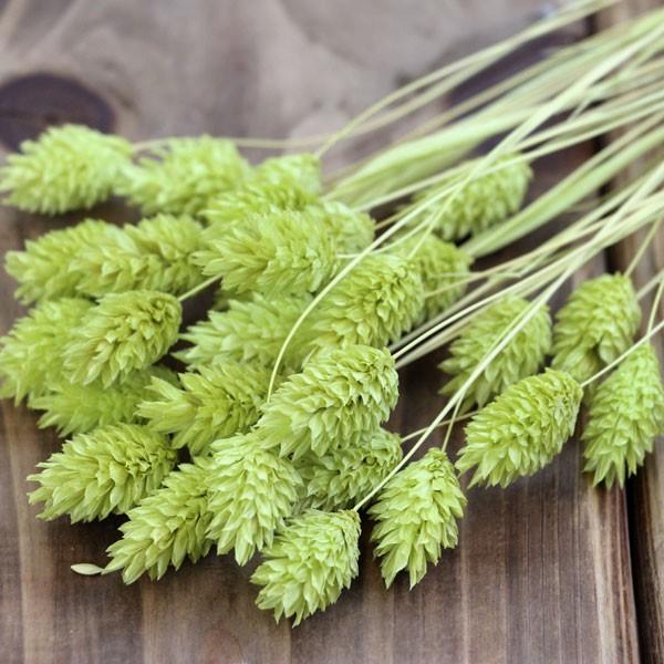 安値 ドライフラワー 即日出荷 大地農園 ポアプランツ マスカットグリーン