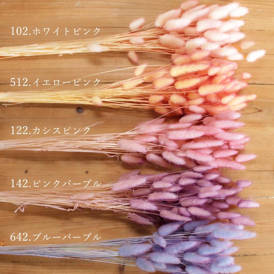 ドライフラワー 花材 即日出荷 ラグラス・ツートン 素材 材料 ドライフラワー 花材 即日出荷 ラグラス・ツートン 素材 材料
