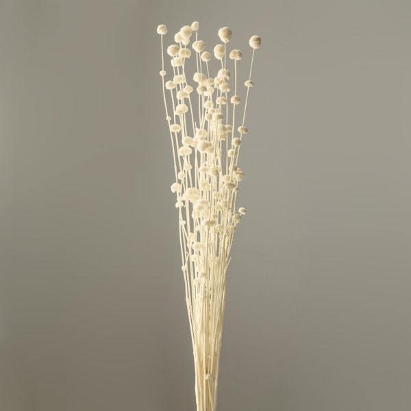 古典 ドライフラワー 花材 即日出荷 大地農園 ポンポンフラワー 白 ドライフラワー スワッグ ブーケ ドライフラワー花束 花束 リース アレンジ 花