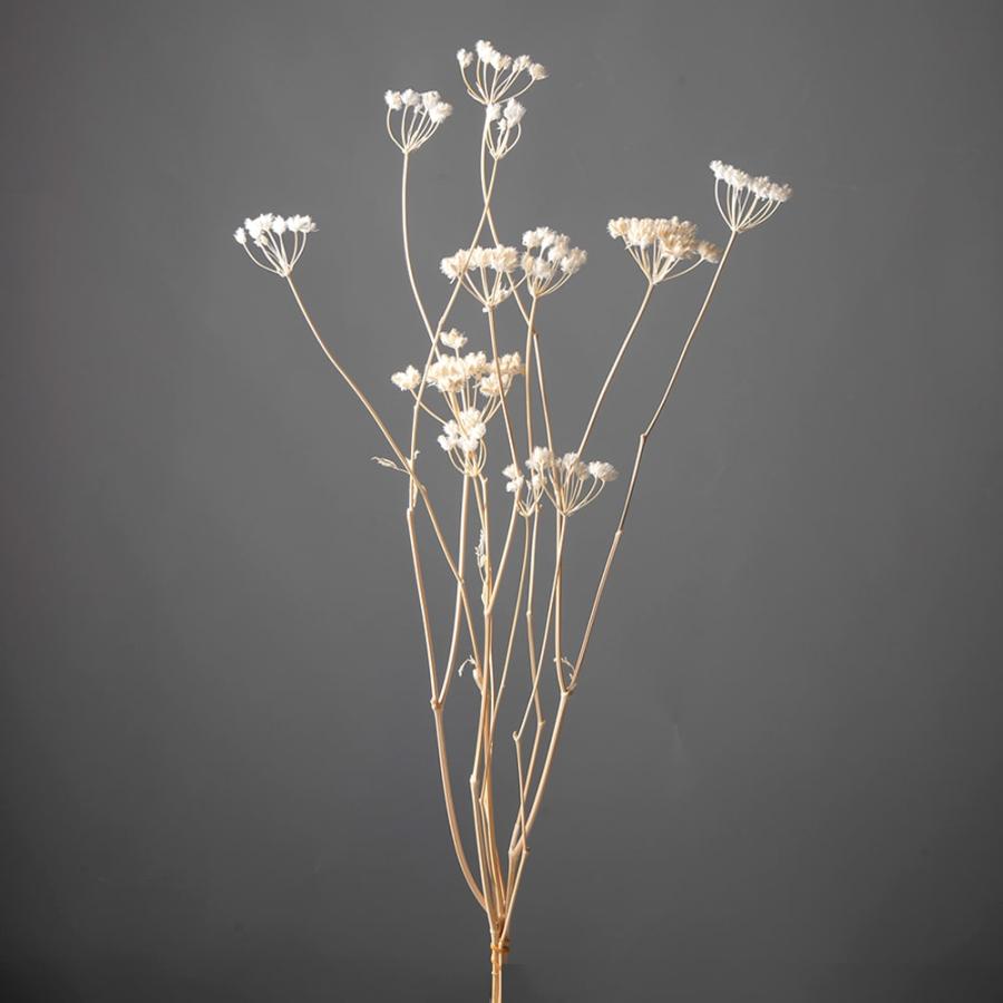 ドライフラワー 花材 即日出荷 オルレア 素材 材料 パーツ 白 ホワイト