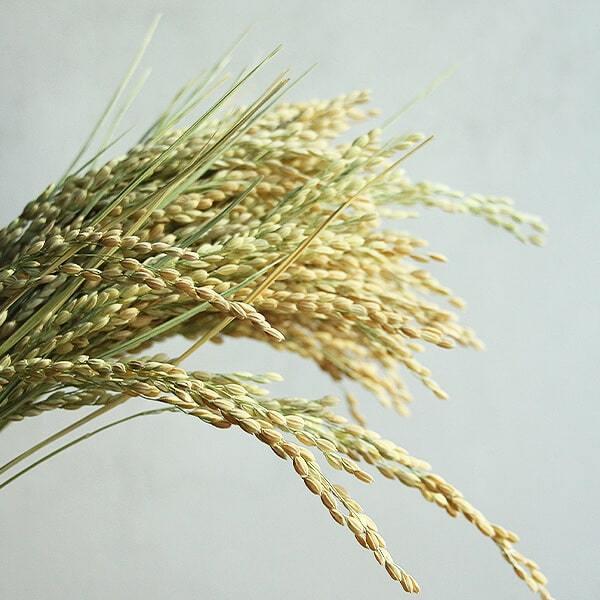 最大63 Offクーポン ドライフラワー 即日出荷 大地農園 イナホ ナチュラルグリーン 稲穂 インテリア 花材 材料 ディスプレイ 国産 和装 花 Wantannas Go Id