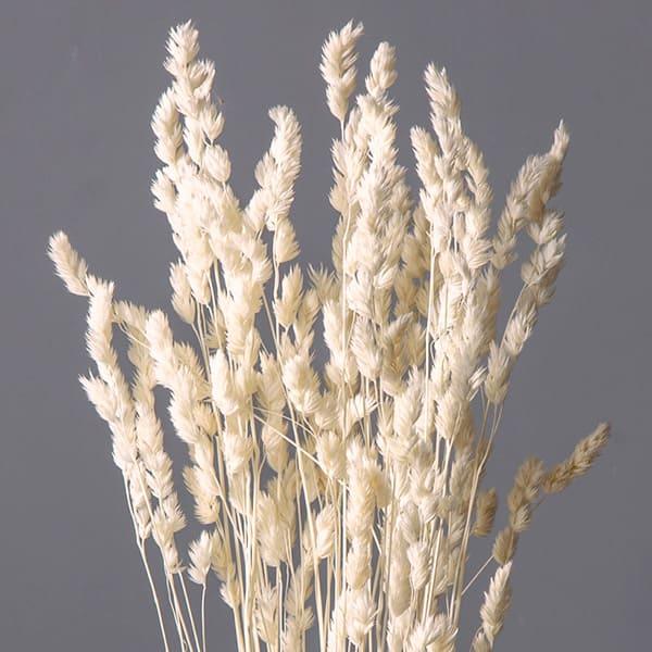 ドライフラワー 花材 即日出荷 オーチャードグラス オフホワイト (在庫
