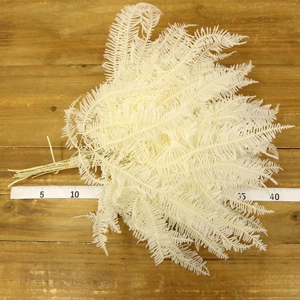 プリザーブドフラワー 花材 即日出荷 山シダ・大 白 シダ 葉 ドライ