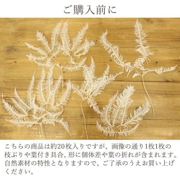 プリザーブドフラワー 花材 即日出荷 山シダ・大 白 シダ 葉 ドライ