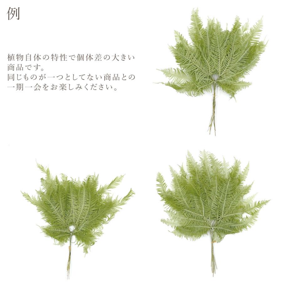 プリザーブドフラワー 花材 即日出荷 山シダ スプリンググリーン