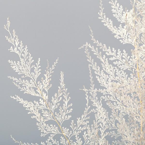 ドライフラワー 花材 即日出荷 大地農園 レースファーン 白 ドライフラワー プリザーブドフラワー スワッグ ブーケ ドライフラワー花束 花束 Soh 011 造花ドライフラワー専門問屋花びし 通販 Yahoo ショッピング