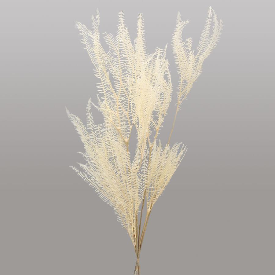 P5倍中 爆買】 ドライフラワー 花材 即日出荷 【40％OFF】 カーニバル