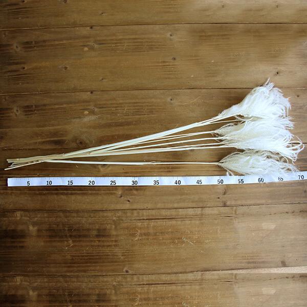 ドライフラワー 花材 即日出荷 ミニススキ 白 スティファ系 スワッグ