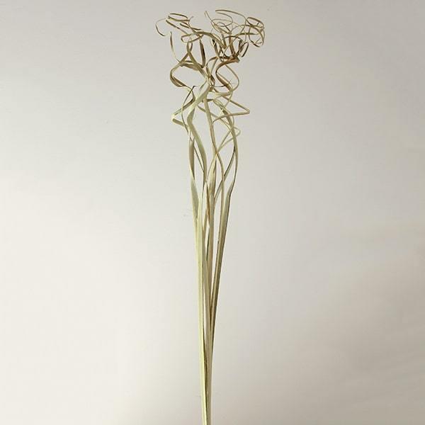 買物 ドライフラワー グリーン 即日出荷 大地農園 パームカーリーティンティン