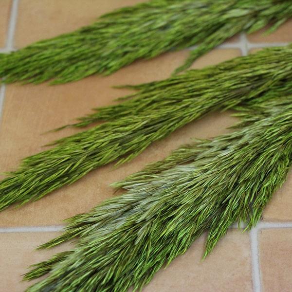 346円 値引き 《ドライフラワー 花材》 即日出荷 大地農園 プルームリード グリーン 穂 パンパス系 ドライフラワー スワッグ ブーケ ドライフラワー花束 花束 346円 値引き 《ドライフラワー 花材》 即日出荷 大地農園 プルームリード グリーン 穂 パンパス系 ドライフラワー スワッグ ブーケ ドライフラワー花束 花束