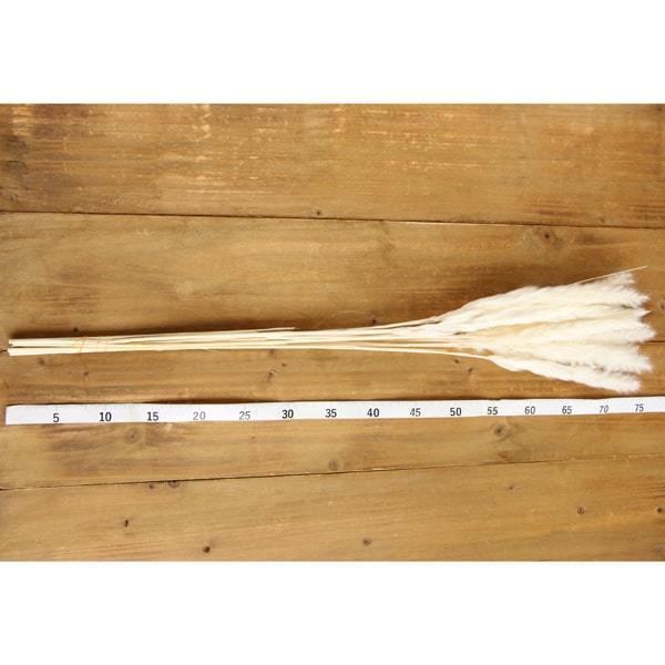 ドライフラワー 即日出荷 大地農園 テールリード 大地農園 ドライフラワー スワッグ ブーケ 花材 材料 花束 白 Soh 011 造花ドライフラワー専門問屋花びし 通販 Yahoo ショッピング