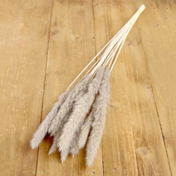 ドライフラワー 花材 即日出荷 【40％OFF】 期間限定特価 テールリード パールグレー パンパス パンパス系 穂 ふわふわ ドライフラワー スワッグ 大地農園（Yahoo!・造花ドライフラワー専門問屋花びし）