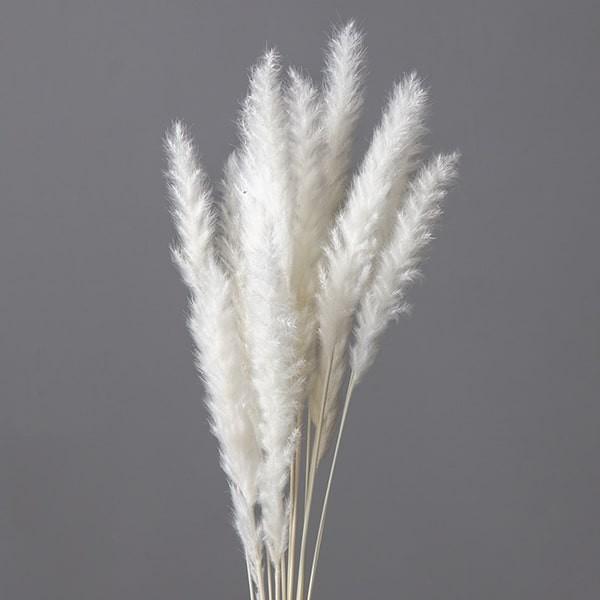 初夏のドライフラワースワッグ＊〜白い薔薇&テールリード〜38 ㎝＊ ドライフラワー白薔薇スワッグ スワッグ Rest garden 通販