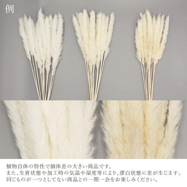 ドライフラワー 花材 即日出荷 テールリード・ミニ 白 パンパス ドライフラワー 花材 即日出荷 テールリード・ミニ 白 パンパス