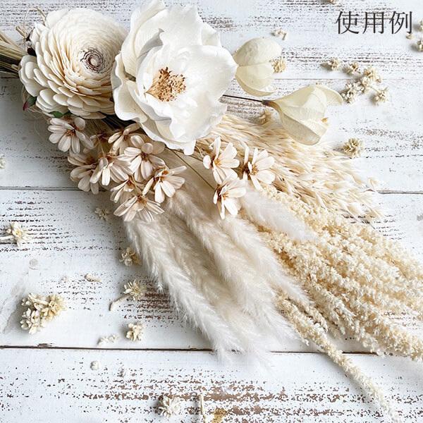 スワッグ　ドライフラワー　テールリード　ブーケ　花束 ドライフラワー 花材 即日出荷 テールリード・ミニ 白 パンパス