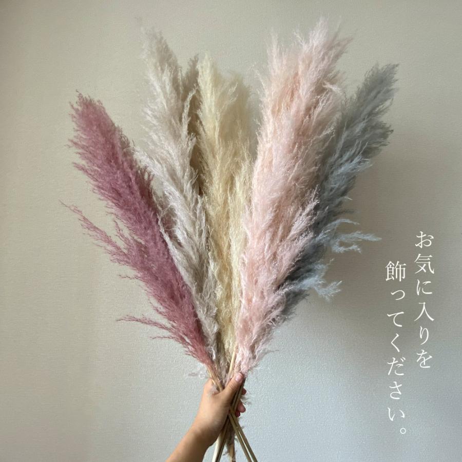 ドライフラワー 花材 即日出荷 ビッグテールリード ドライフラワー 花材 即日出荷 ビッグテールリード