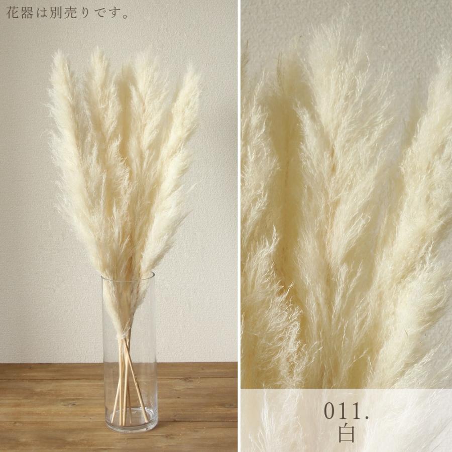 ドライフラワー 花材 即日出荷 ビッグテールリード ドライフラワー 花材 即日出荷 ビッグテールリード
