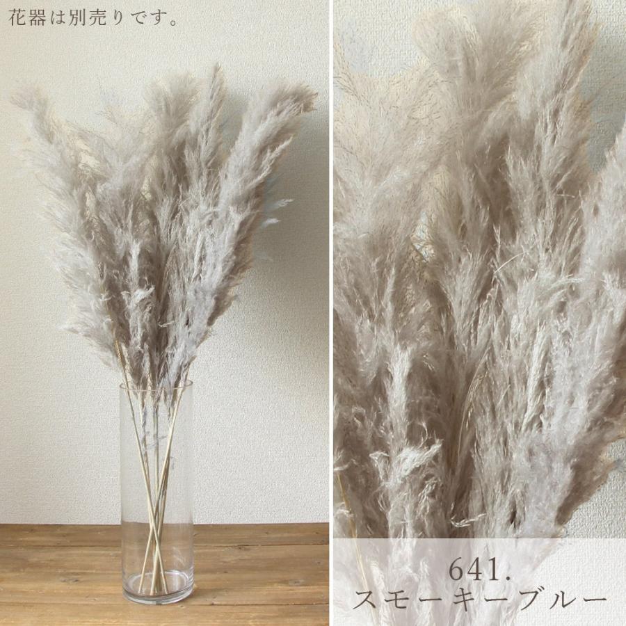 ドライフラワー 花材 即日出荷 ビッグテールリード ドライフラワー 花材 即日出荷 ビッグテールリード