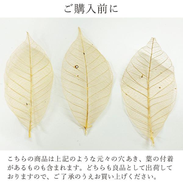 ドライフラワー 即日出荷 大地農園 特価 ミニスケルトンリーフ 大 ラズベリー Soh 260 造花ドライフラワー専門問屋花びし 通販 Yahoo ショッピング