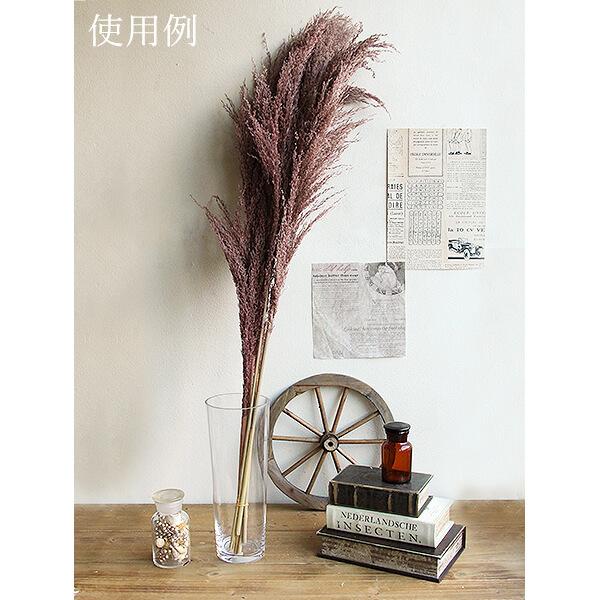ドライフラワー 即日出荷 大地農園 フェザーパンパス パンパスグラス ナチュラル インテリア ブライダル ナチュラルピンク 穂 パンパス系 Soh 170 造花ドライフラワー専門問屋花びし 通販 Yahoo ショッピング