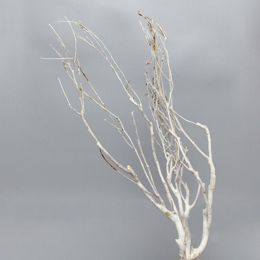 ドライフラワー 花材 即日出荷 ボンツリー ナチュラルホワイト 枝 材料