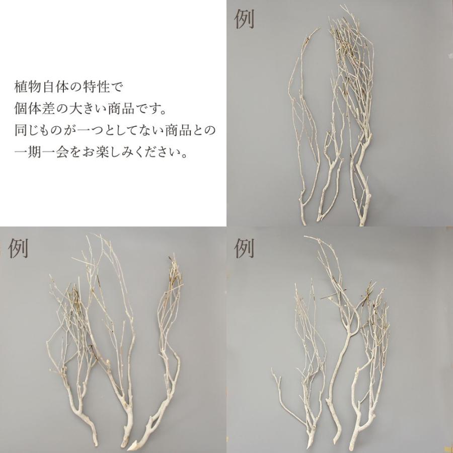 ドライフラワー 花材 即日出荷 ボンツリー ナチュラルホワイト 枝 材料